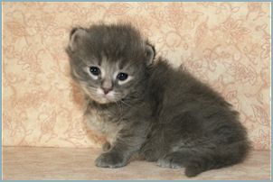 Male Siberian Kitten from Deedlebug Siberians